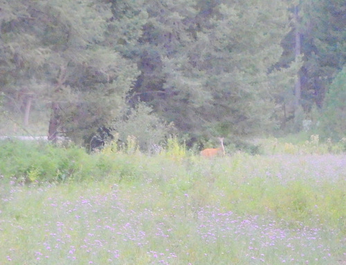 GDMBR: A deer walked through our camp.